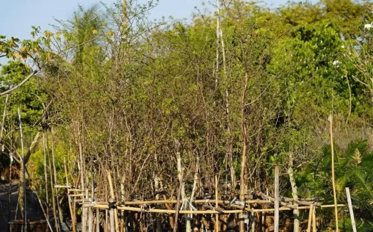 Fruit Trees Not Recovering After Stress