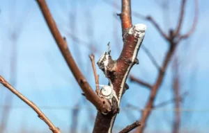 Fruit Trees Not Waking Up in Spring