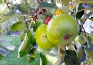 Fruit Trees Producing Misshapen Fruit