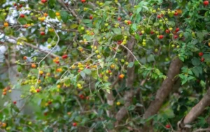Fruit Trees Producing Very Small Fruit
