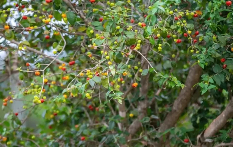 Fruit Trees Producing Very Small Fruit