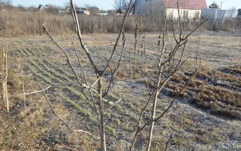 Fruit Trees Sensitive to Hard Water