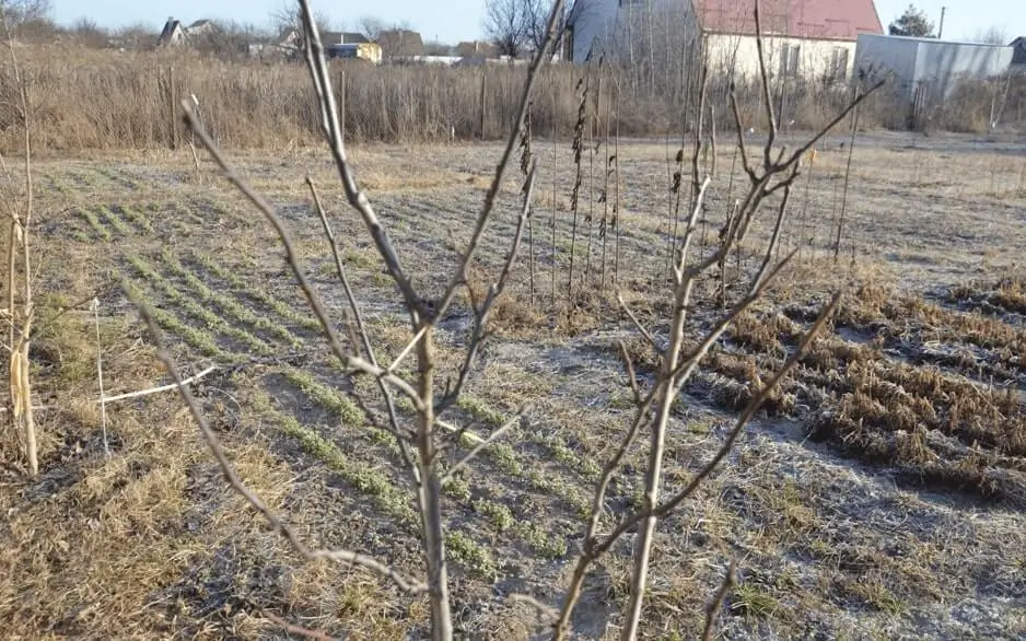 Fruit Trees Sensitive to Hard Water