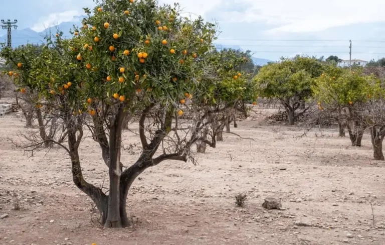 Fruit Trees Struggling in Hot Climates