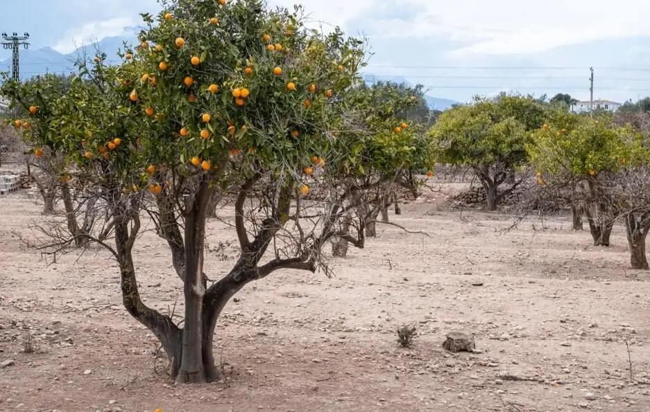 Fruit Trees Struggling in Hot Climates
