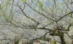 Fruit Trees Suffering After Rainy Days
