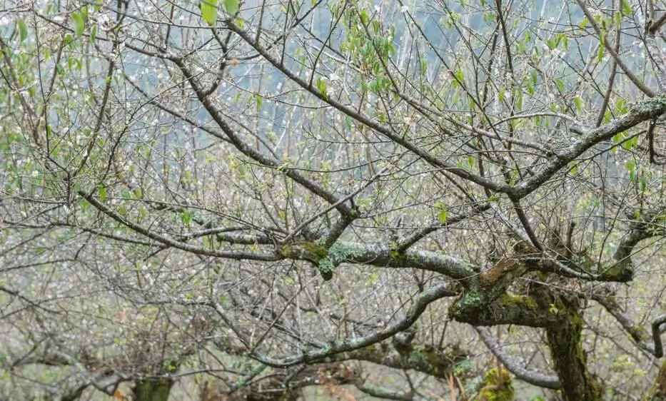 Fruit Trees Suffering After Rainy Days