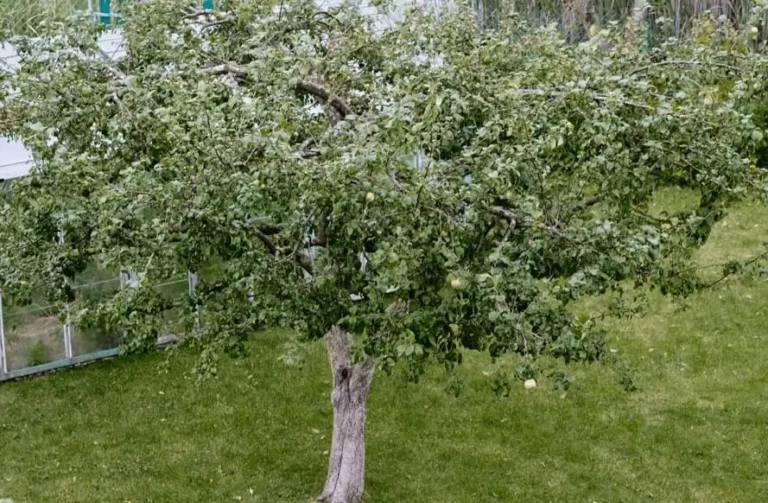 Fruit Trees Taking Too Long to Fruit