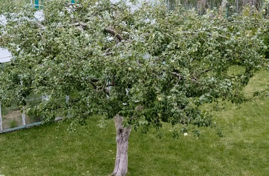 Fruit Trees Taking Too Long to Fruit