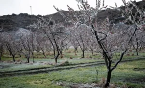 Fruit Trees Wilting Even With Water