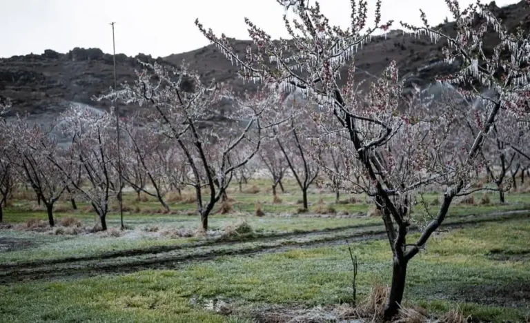 Fruit Trees Wilting Even With Water