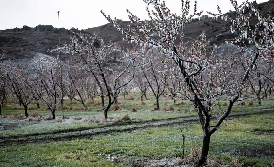 Fruit Trees Wilting Even With Water