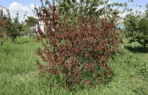 Fruit Trees With Burned Leaves
