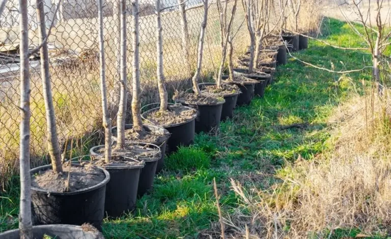 Fruit Trees With Weak Root Systems