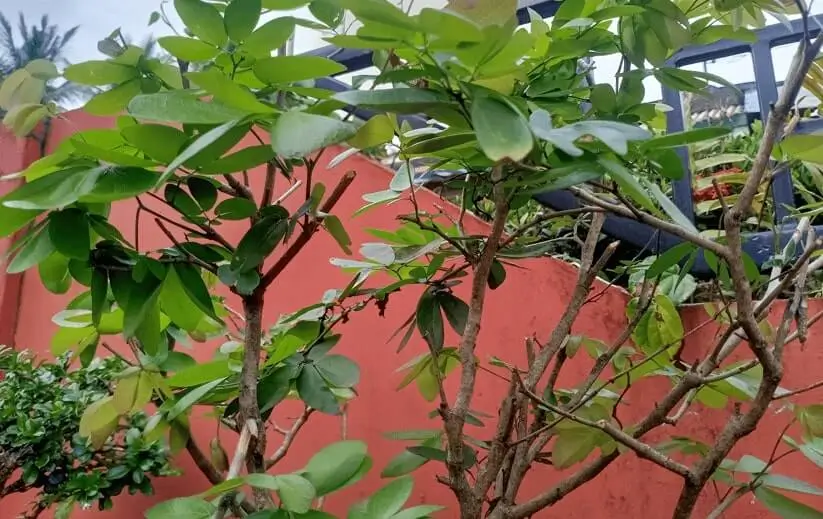 Fruit Trees in Rooftop Gardens Problems