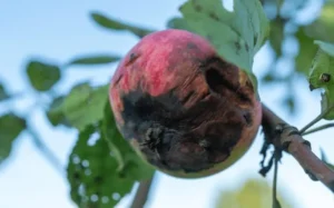 Fungal diseases in container fruit trees