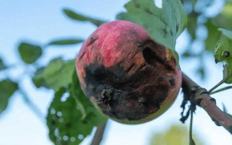 Fungal diseases in container fruit trees