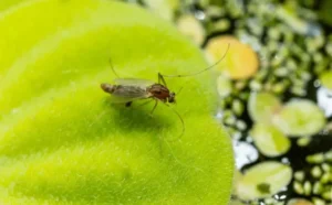Fungus gnats in potting soil