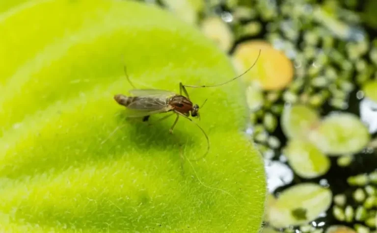 Fungus gnats in potting soil