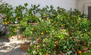 Growing Fruit Trees on Small Terraces