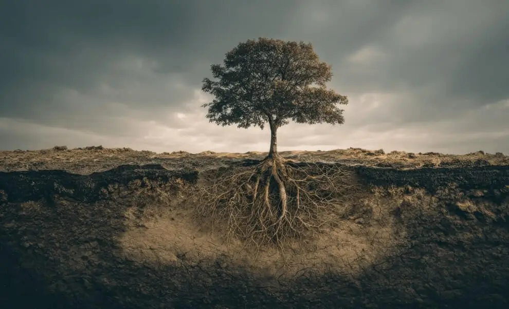 How Deep Should Soil Be for Fruit Trees