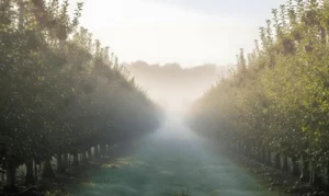 How Often to Mist Fruit Trees