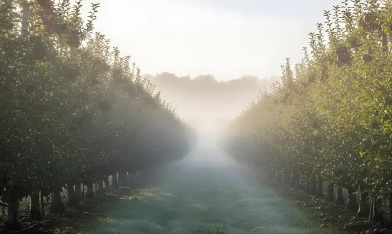 How Often to Mist Fruit Trees