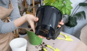 How to Improve Drainage in Pots