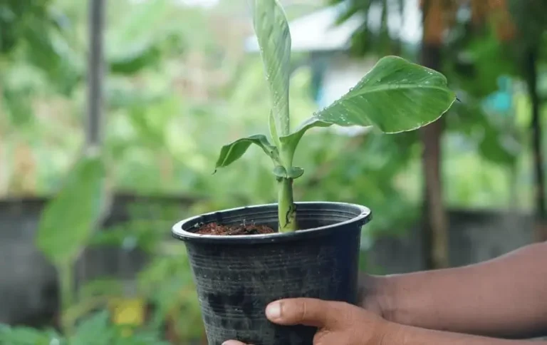 How to Increase Fruit Yield in Pots