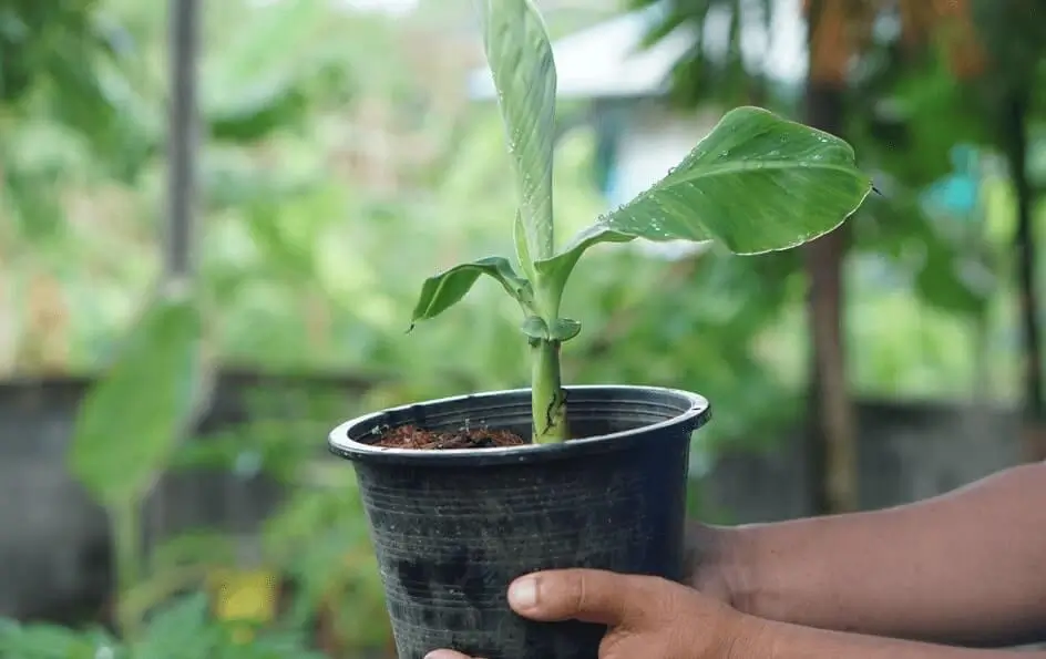 How to Increase Fruit Yield in Pots