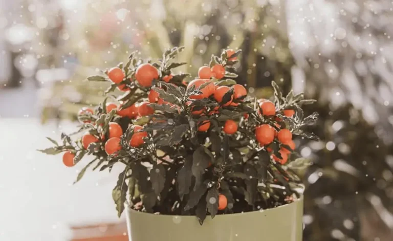 How to Move Fruit Trees Indoors in Winter