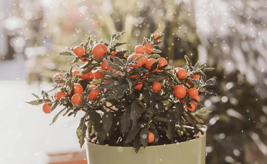How to Move Fruit Trees Indoors in Winter