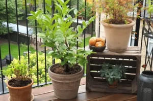 How to Start Container Fruit Gardening From Scratch