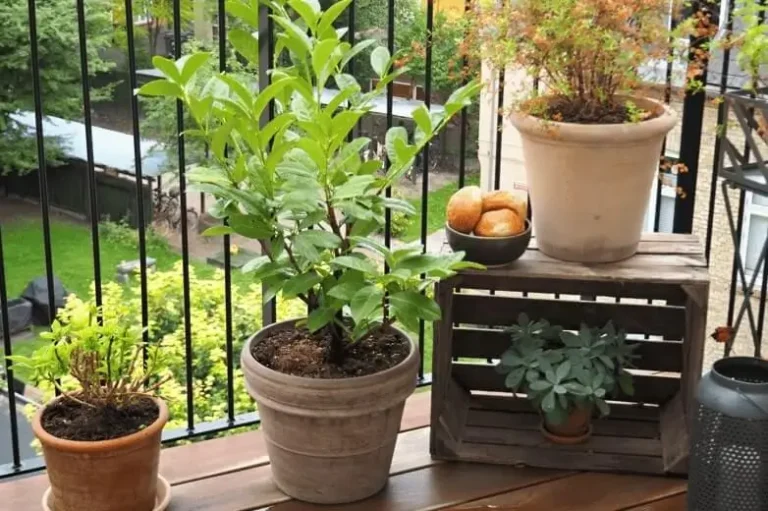 How to Start Container Fruit Gardening From Scratch