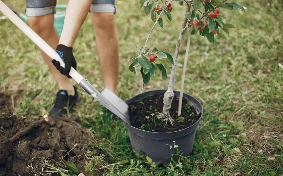 How to Train Fruit Trees in Pots
