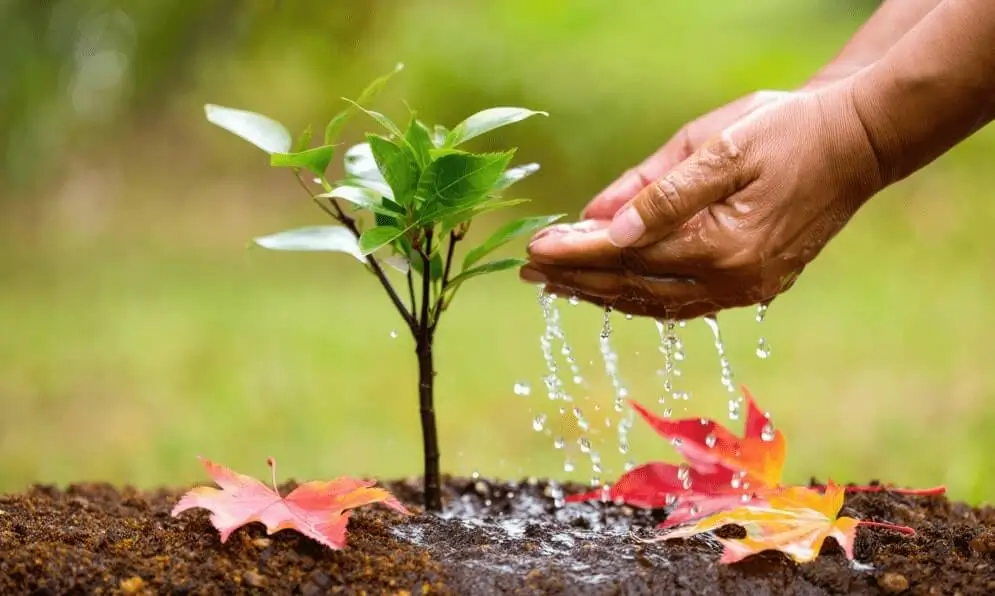 How to save water while gardening
