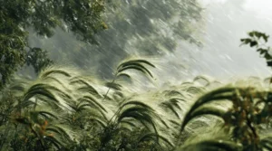 How wind affects watering needs