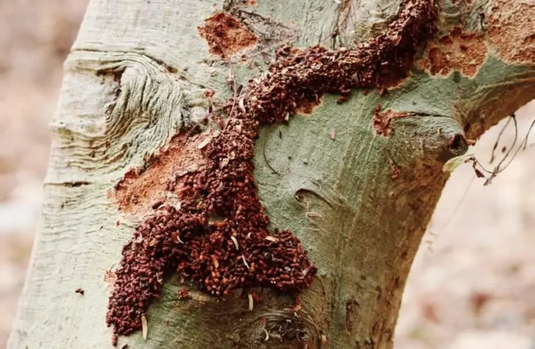Identifying unknown pests on fruit trees