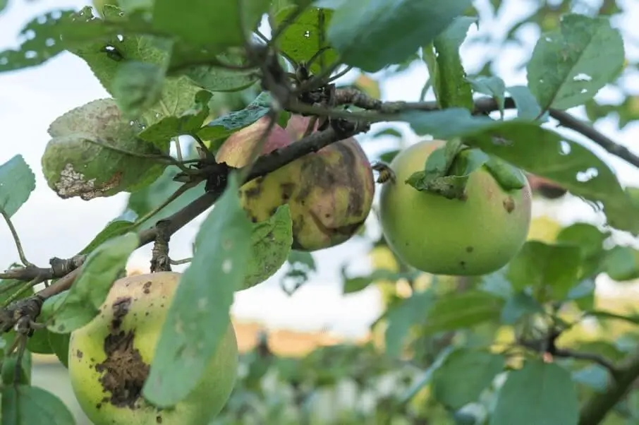 Indoor pest problems on fruit trees