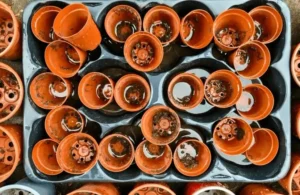 Lack of Drainage Holes Issues