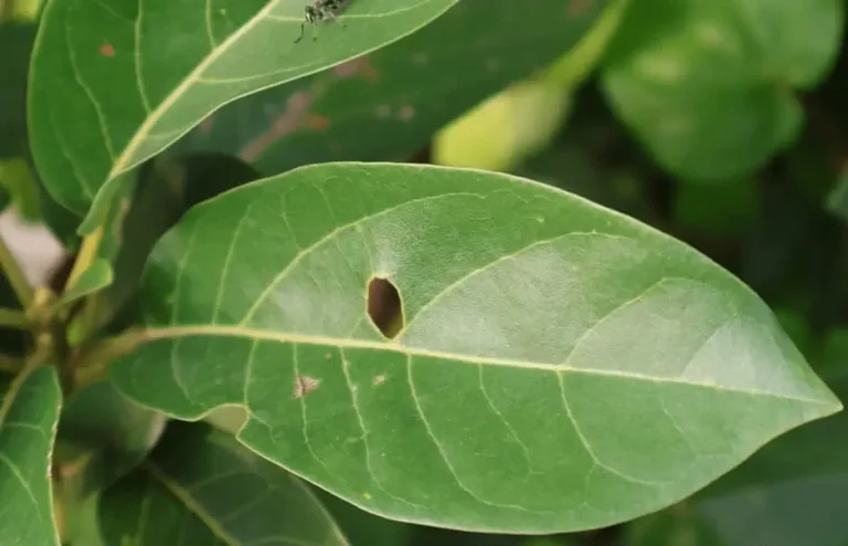 Leaf Holes Caused by Pests