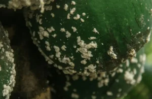 Mealybugs on potted fruit trees