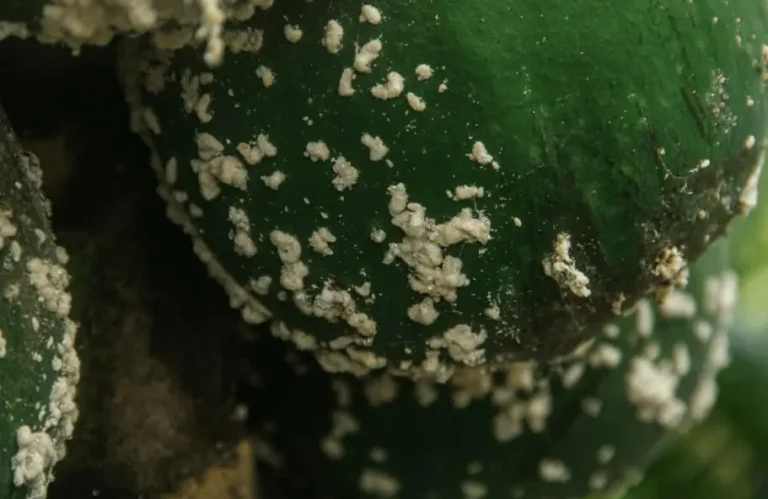 Mealybugs on potted fruit trees
