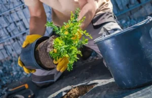 Mulching Fruit Trees in Containers