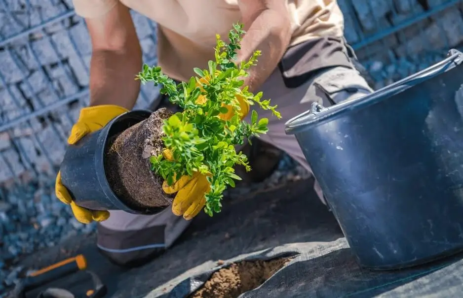 Mulching Fruit Trees in Containers