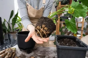 Natural Pest Control for Potted Fruit Trees