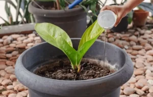 Neem Oil Problems and Solutions
