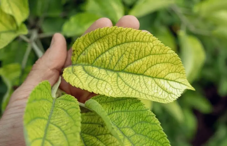 Nitrogen Phosphorus Potassium Explained