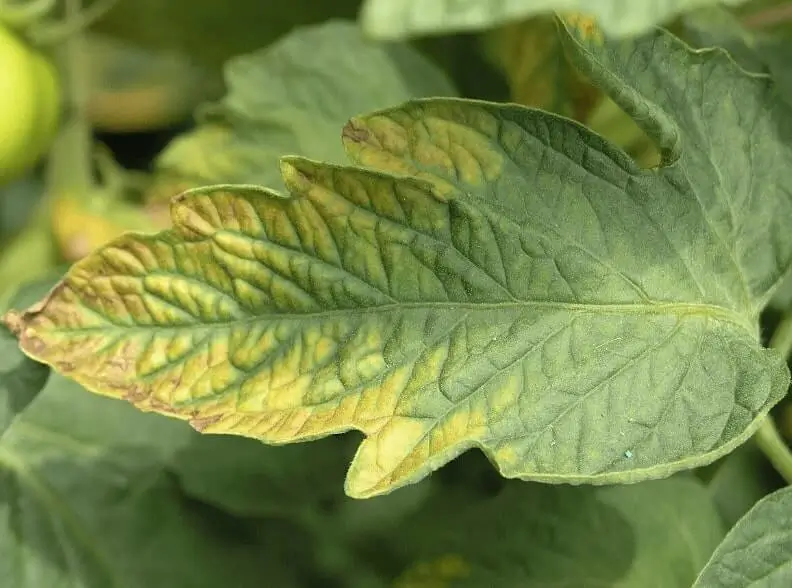 Nitrogen Phosphorus Potassium Explained