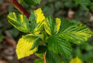 Nitrogen deficiency symptoms in fruit trees